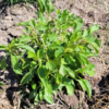 Sirop de Basilic citron – Image 2