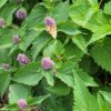 Sirop d'Agastache – Image 2