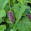 Sirop d'Agastache – Image 5