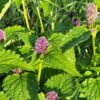 Sirop d'Agastache – Image 4