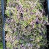Sirop de Thym citron – Image 5