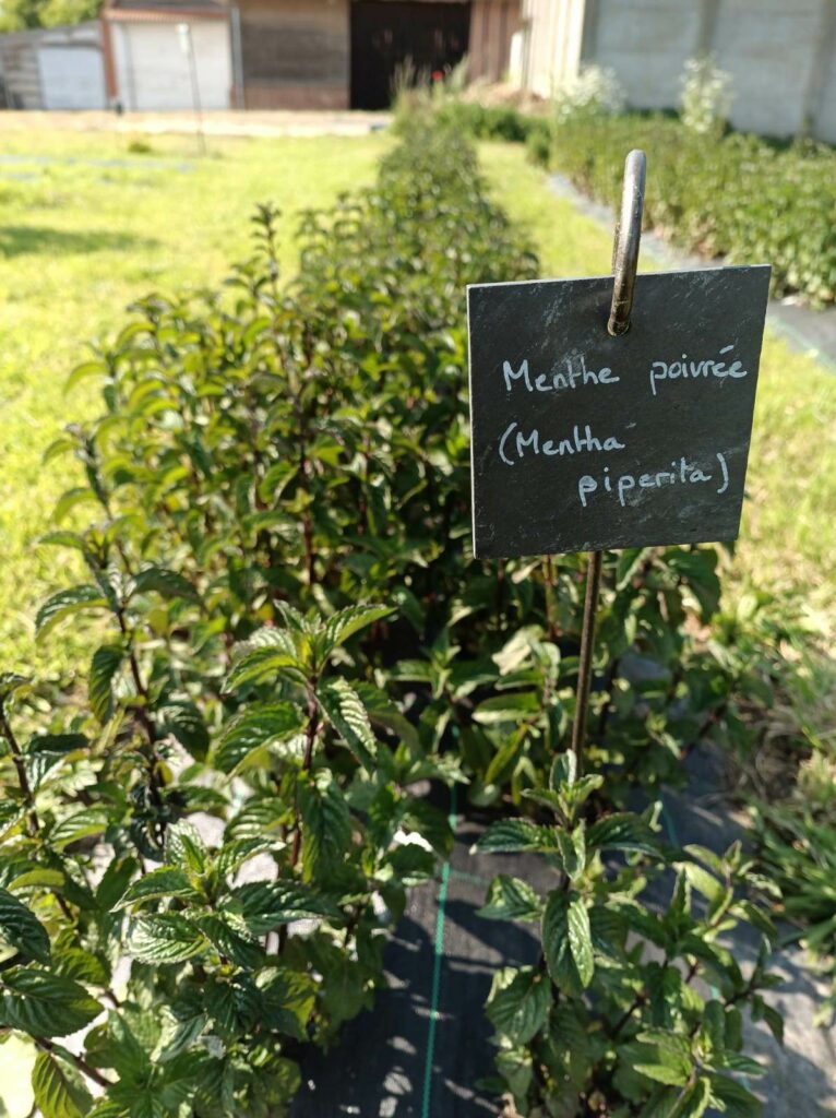 Menthe poivrée